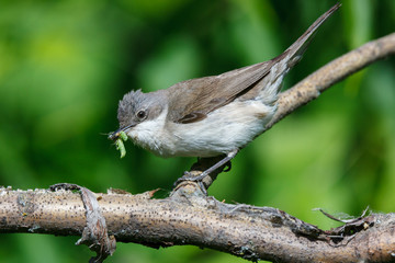 Sylvia curruca. The Lesser Whitethroat in nature.