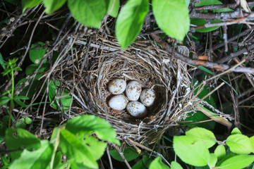Sylvia curruca. The nest of the Lesser Whitethroat in nature.