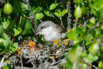 Sylvia curruca. The nest of the Lesser Whitethroat in nature.