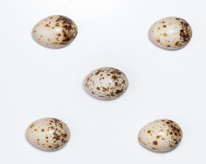 Sylvia curruca. The eggs of the Lesser Whitethroat in front of white background, isolated.