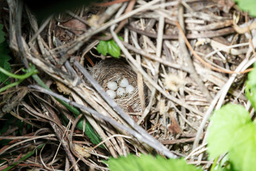 Sylvia curruca. The nest of the Lesser Whitethroat in nature.