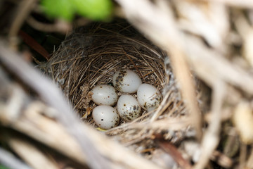 Obraz premium Sylvia curruca. The nest of the Lesser Whitethroat in nature.
