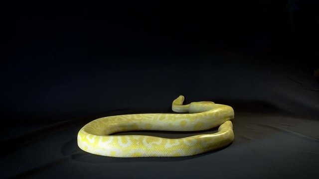 burmese python ( python molorus bivittatus)
