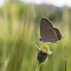 close up of butterfly on grass flowers.