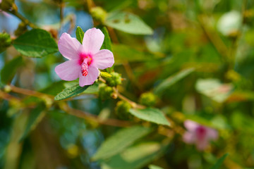 Obraz premium Urena lobata flower blooming on the hillside