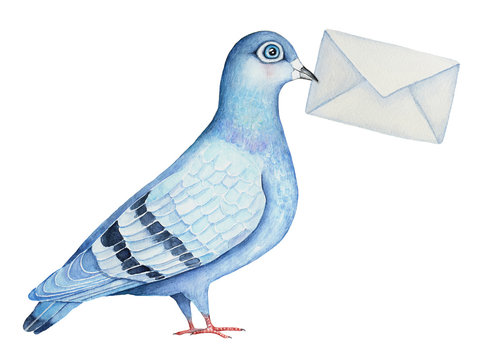 Homing fancy pigeon character holding a mail envelope letter. Post delivering symbol. Classic blue and gray colors. Friendly message. Hand drawn watercolor illustration, isolated on white background.
