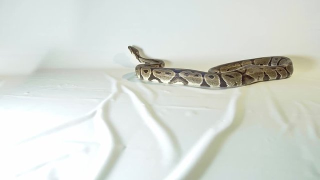Royal or Ball Python snake, isolated on white background
