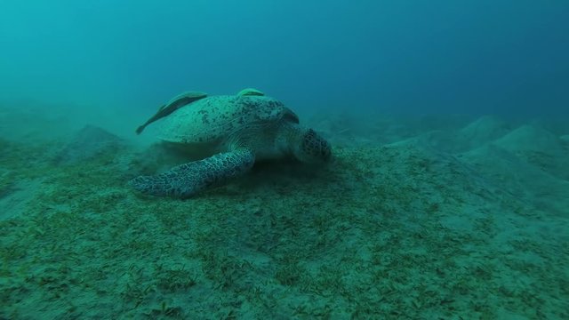 Leucism - Big male Green Sea Turtle (Chelonia mydas) with Remora fish (Echeneis naucrates) slowly emerges to surface of water to breathe, Red sea, Marsa Alam, Abu Dabab, Egypt
