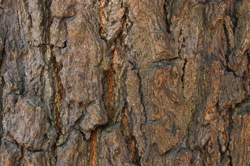 Big tree brown bark. Traces of nature. Use for background or banner website and template.