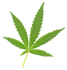 cannabis leaf