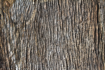 Abstract background surface is uneven and rutted, rough wood of old.Old Wood Texture.
