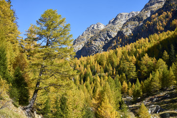 Lärchenwald im herbstlichen Jolital, Gemeinde Niedergesteln, Kanton Wallis