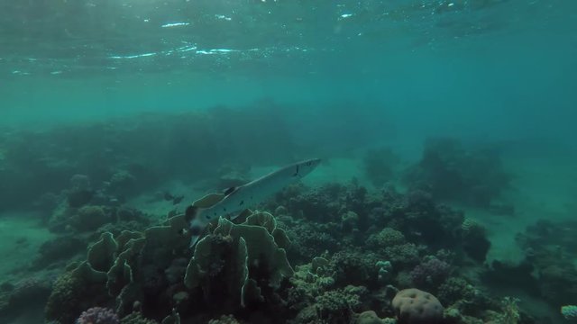 juvenile Great Barracuda (Sphyraena barracuda) swim over coral reef, Red sea, Marsa Alam, Abu Dabab, Egypt
