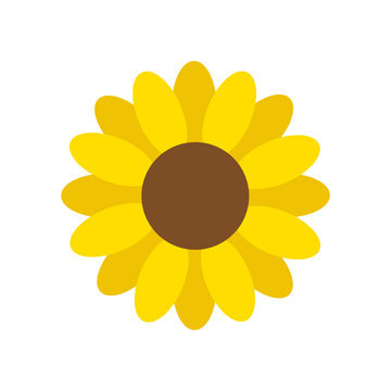 Sunflower vector graphic illustration, sunflower blossom isolated on white background.