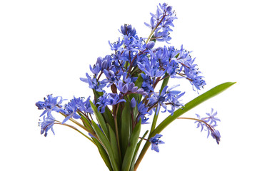 Obraz premium Beautiful blue natural fresh snowdrops flowers