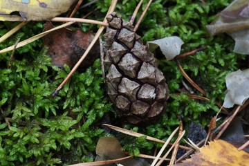 cone