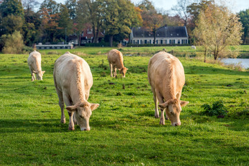 Young grazing Galloway cows