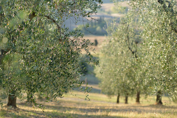 Olive tree in Italy, harvesting time. Sunset olive garden, detail with copy space for your text, soft focus. Olive's grove