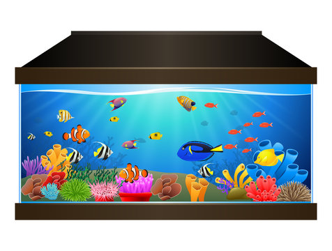 Aquarium with fish and corals. Marine aquarium. Vector illustration