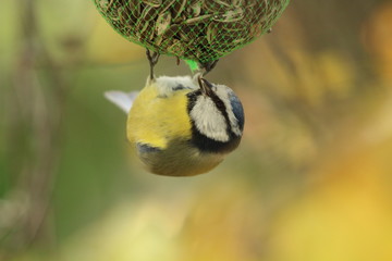 Wonderful blue tit eats his head upside down