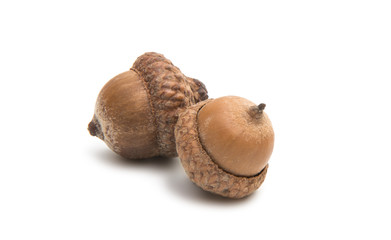 acorns isolated