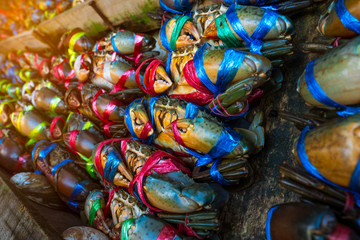 Scylla serrata. Fresh crabs are tied with colorful plastic ropes and arranged in a neat rows at the seafood market in Thailand. Raw materials for seafood restaurants concept with flare light