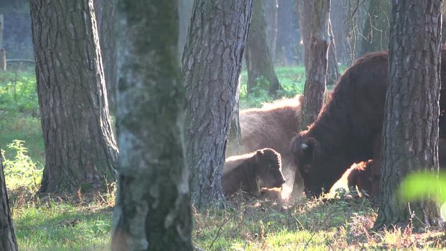 Hochlandrind, Highland Cattle, Kyloe, im Wald, Tierverhalten, Rinderherde, 4K