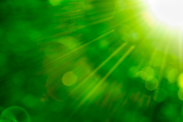 blurred green nature background with natural light