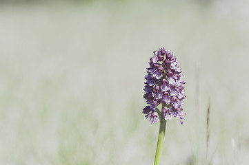 Obraz premium Orchidée sauvage