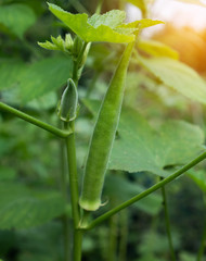 young green okra