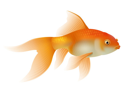 Cartoon goldfish isolated on white background. Vector illustration