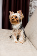 Yorkshire Terrier dog sitting on the couch