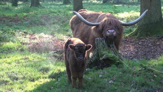 Hochlandrind, Highland Cattle, Kyloe, im Wald, Tierverhalten, Rinderherde, 4K