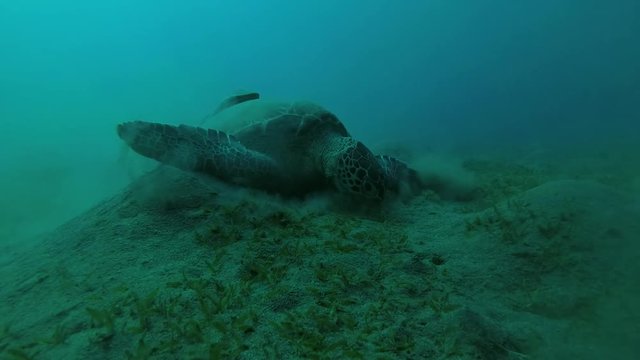 Green Sea Turtle (Chelonia mydas) eats the sea grass on a muddy bottom, Red sea, Marsa Alam, Abu Dabab, Egypt
