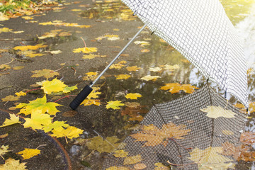 Contrast umbrella in autumn Park on a background of yellow foliage and puddles