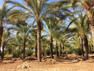 Palmenpfanzungen  im Libanon