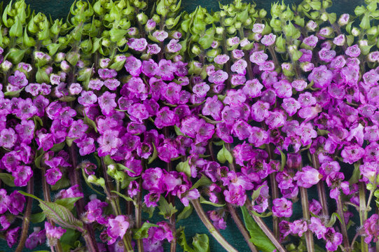 164 Best 花穂紫蘇 Images Stock Photos Vectors Adobe Stock 164 Best 花穂紫蘇 Images Stock Photos Vectors Adobe Stock