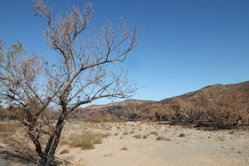 Remains of a fire burned landscape