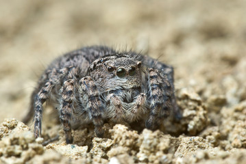 Jumping spider close up. Macro photography. Portrait of spider 
