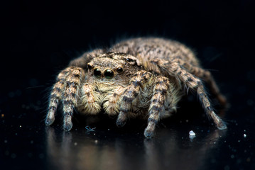 Jumping spider close up. Macro photography. Portrait of spider 