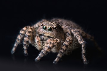 Jumping spider close up. Macro photography. Portrait of spider 
