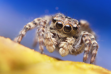 Jumping spider close up. Macro photography. Portrait of spider 