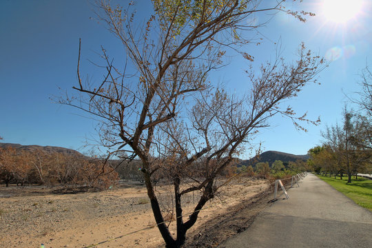 Remains of a fire burned landscape