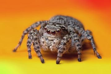Jumping spider close up. Macro photography. Portrait of spider 