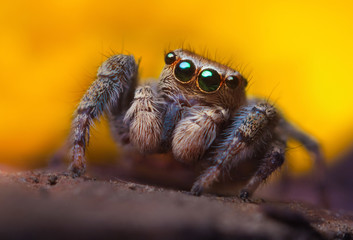 Jumping spider close up. Macro photography. Portrait of spider 