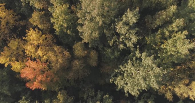 Aerial backward tilt flight over autumn trees in forest