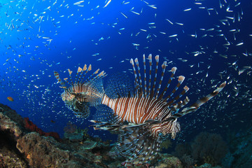 Naklejka na ściany i meble Lionfish fish on coral reef underwater