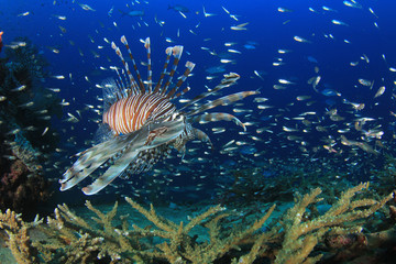 Naklejka na ściany i meble Lionfish fish on coral reef underwater