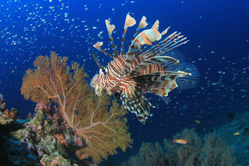 Naklejka na ściany i meble Lionfish fish on coral reef underwater