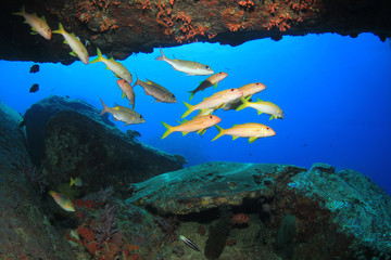 Fototapeta na wymiar Underwater coral reef and tropical fish in ocean
